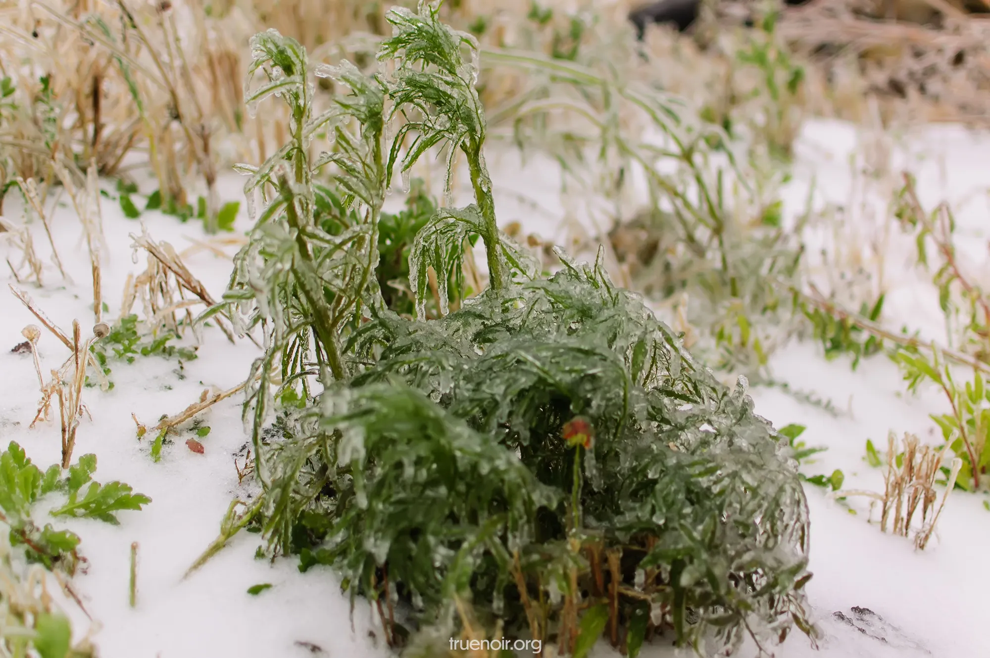 Photo of a green weed bush covered in layer of ice. It's on a snowy background.